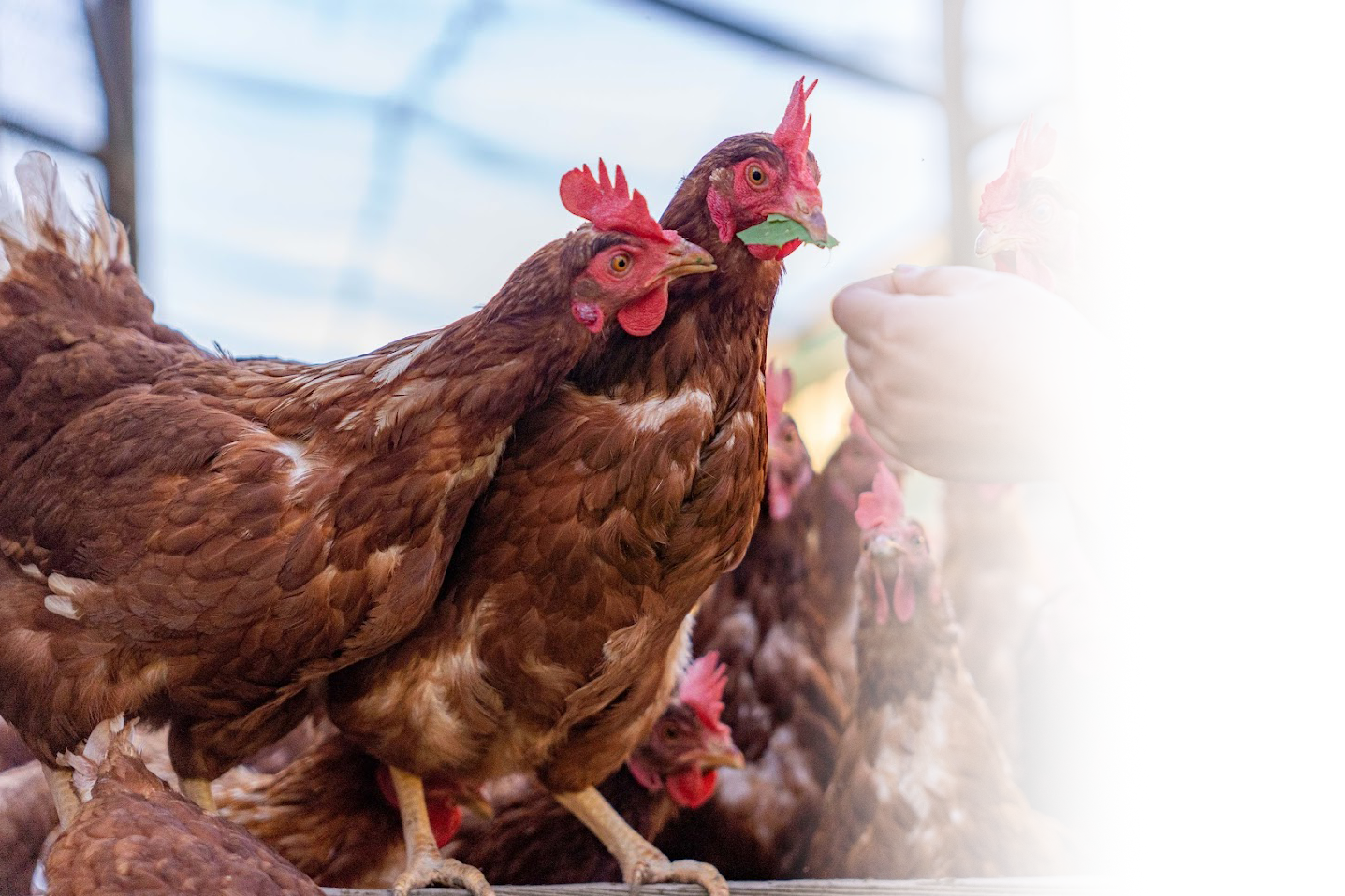 おいしさは、健やかな鶏から。